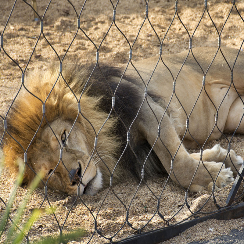 Lion Enclosure Mesh