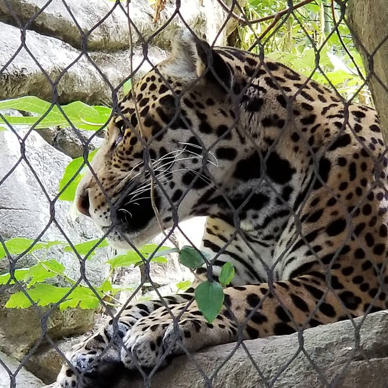 Leopard enclosure fence net