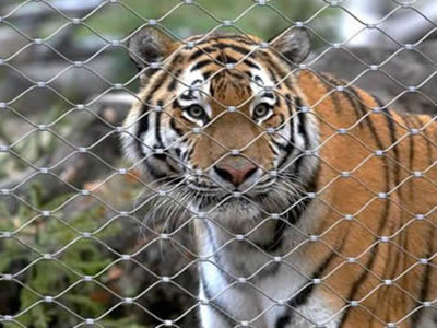 Tiger cage fence mesh